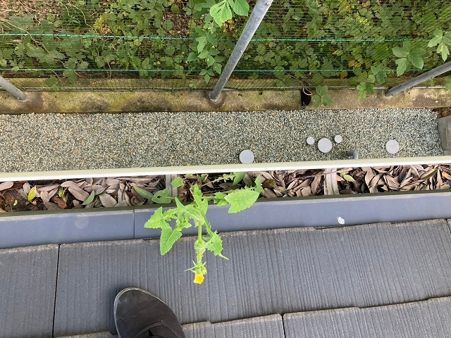 雨樋内部に発芽